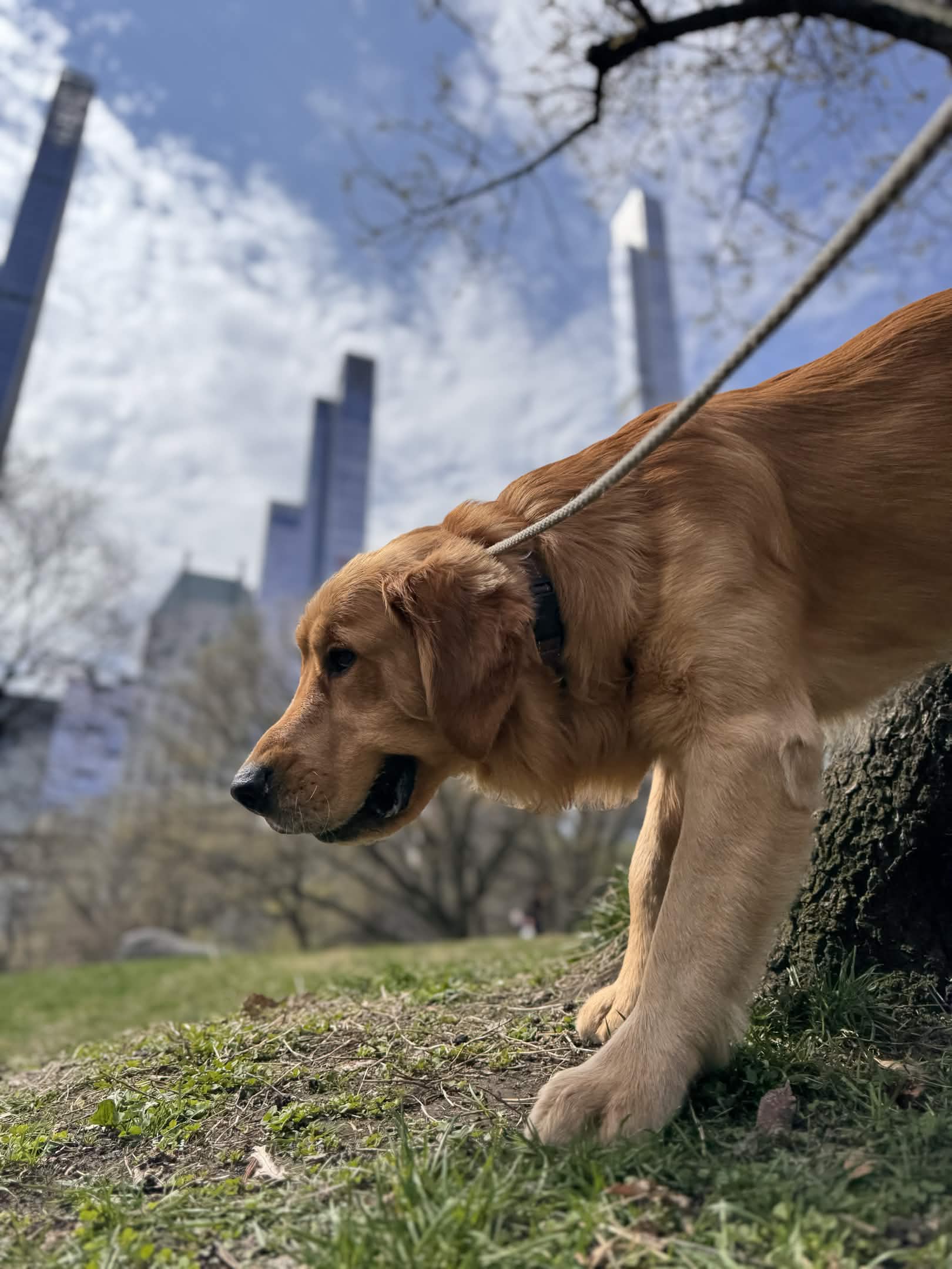 The day I explored Central Park like a real detective (Washington Monument edition) - Lucky the Golden Retriever