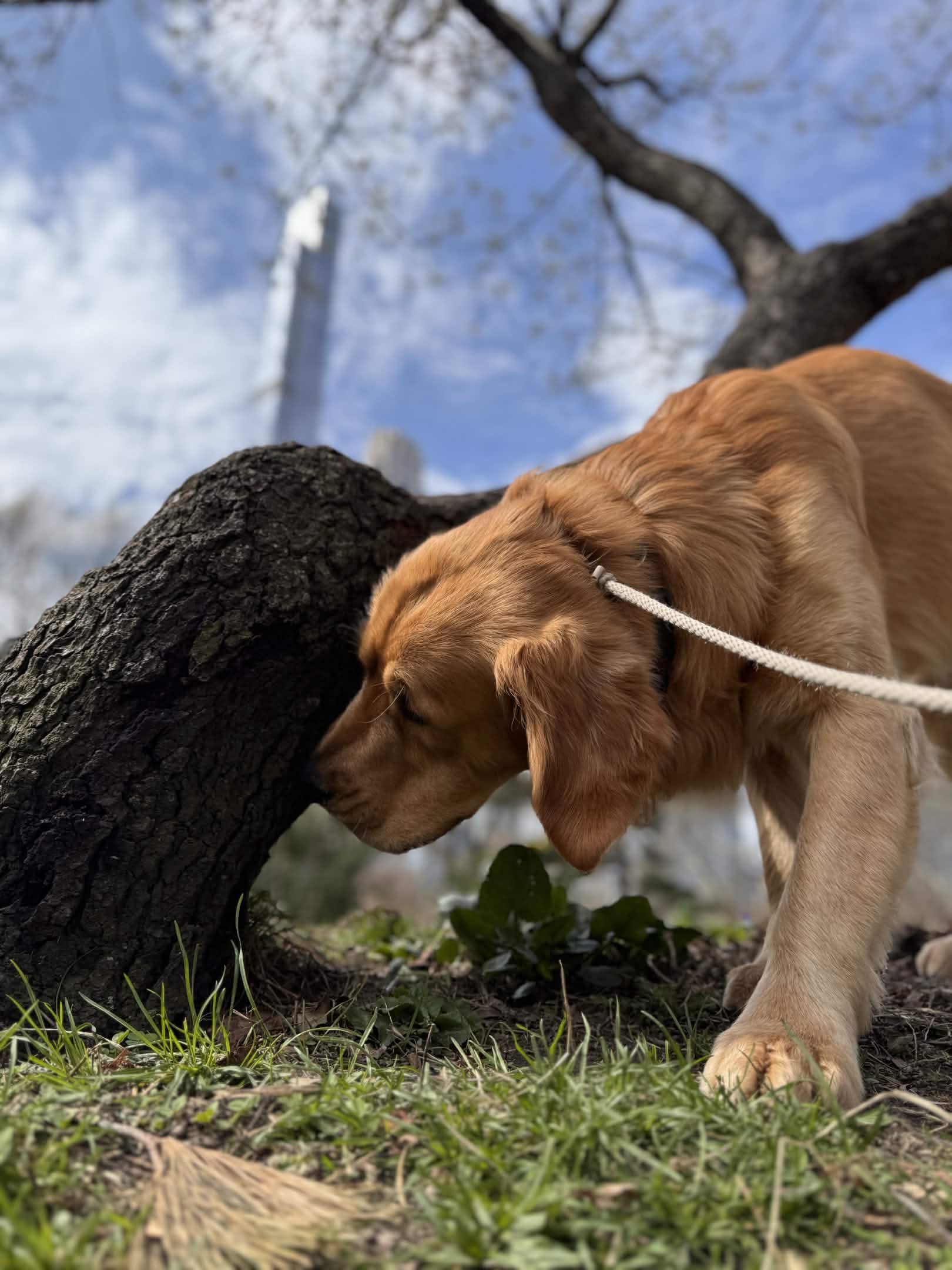Lucky the Golden Retriever NYC — The day I explored Central Park like a real detective (Washington Monument edition)