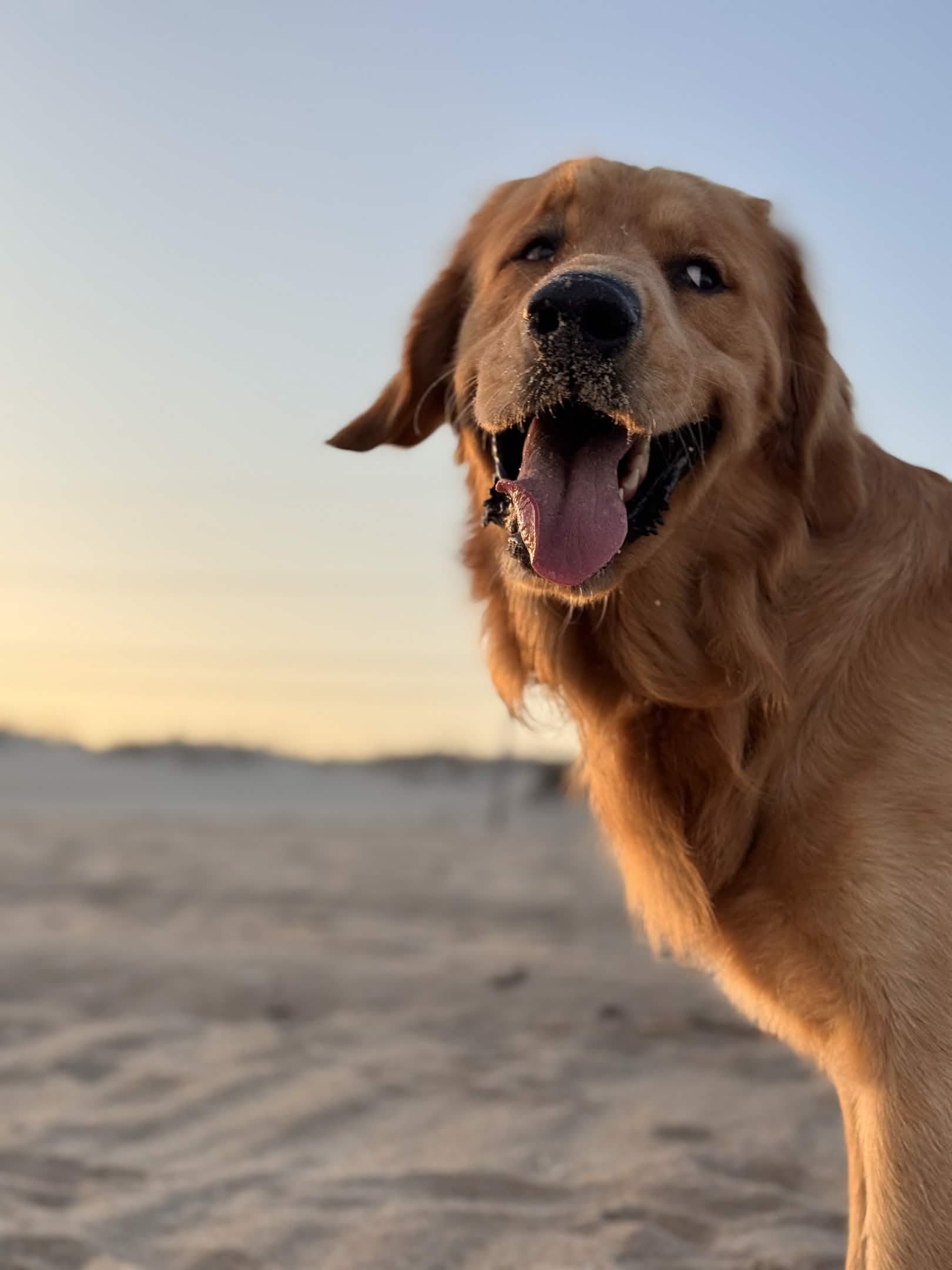 The day I became a sand detective (and solved absolutely nothing) - Lucky the Golden Retriever