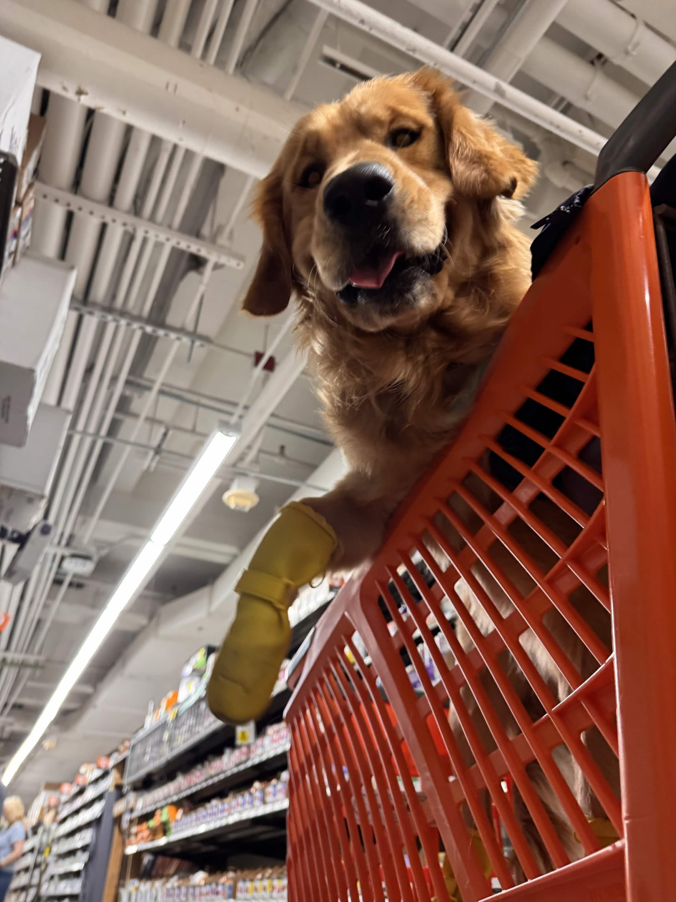 The day I discovered Home Depot has everything (including dignity preservation) - Lucky the Golden Retriever