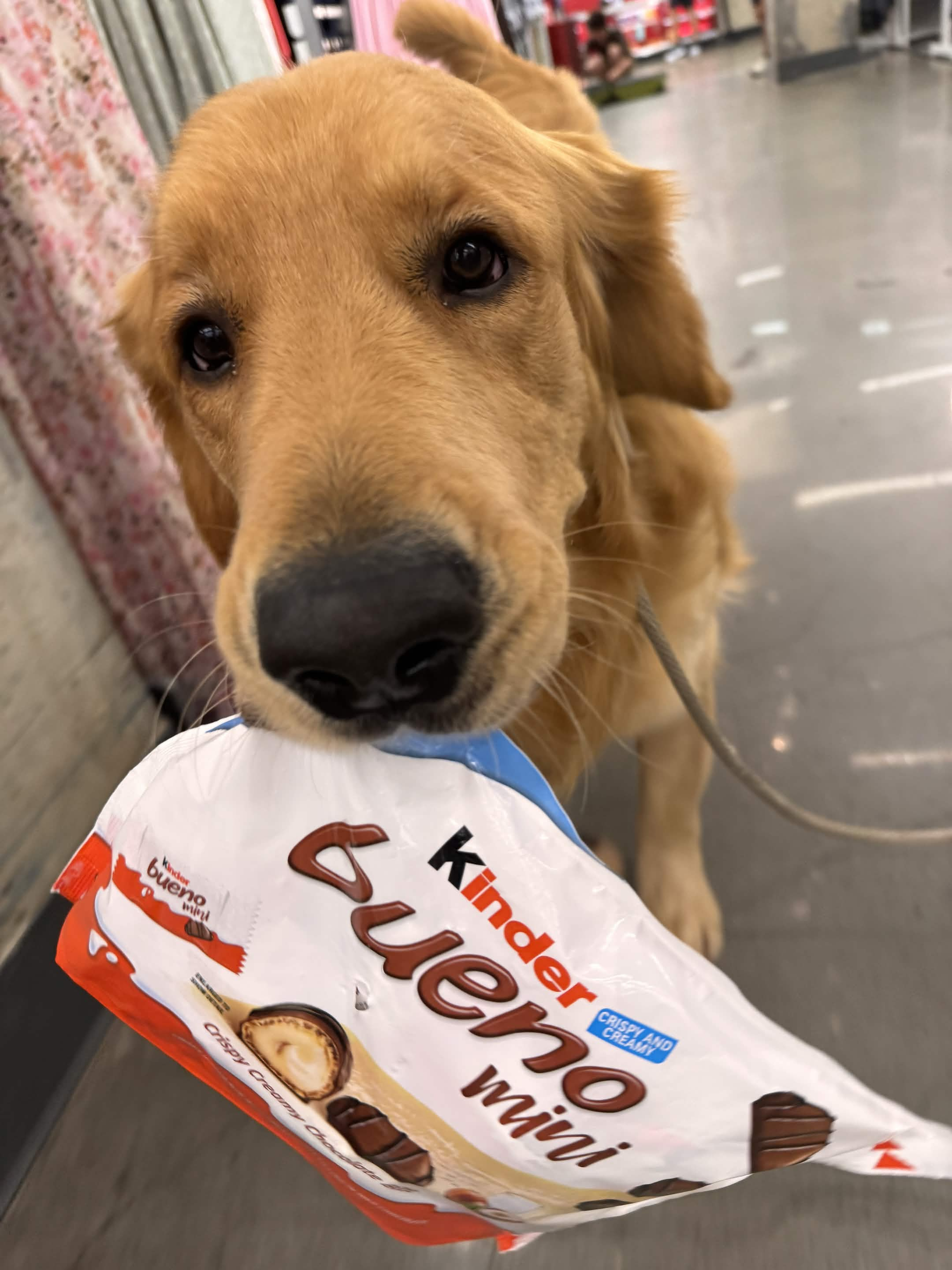 Lucky the Golden Retriever holding Kinder chocolate bar in NYC Hell's Kitchen