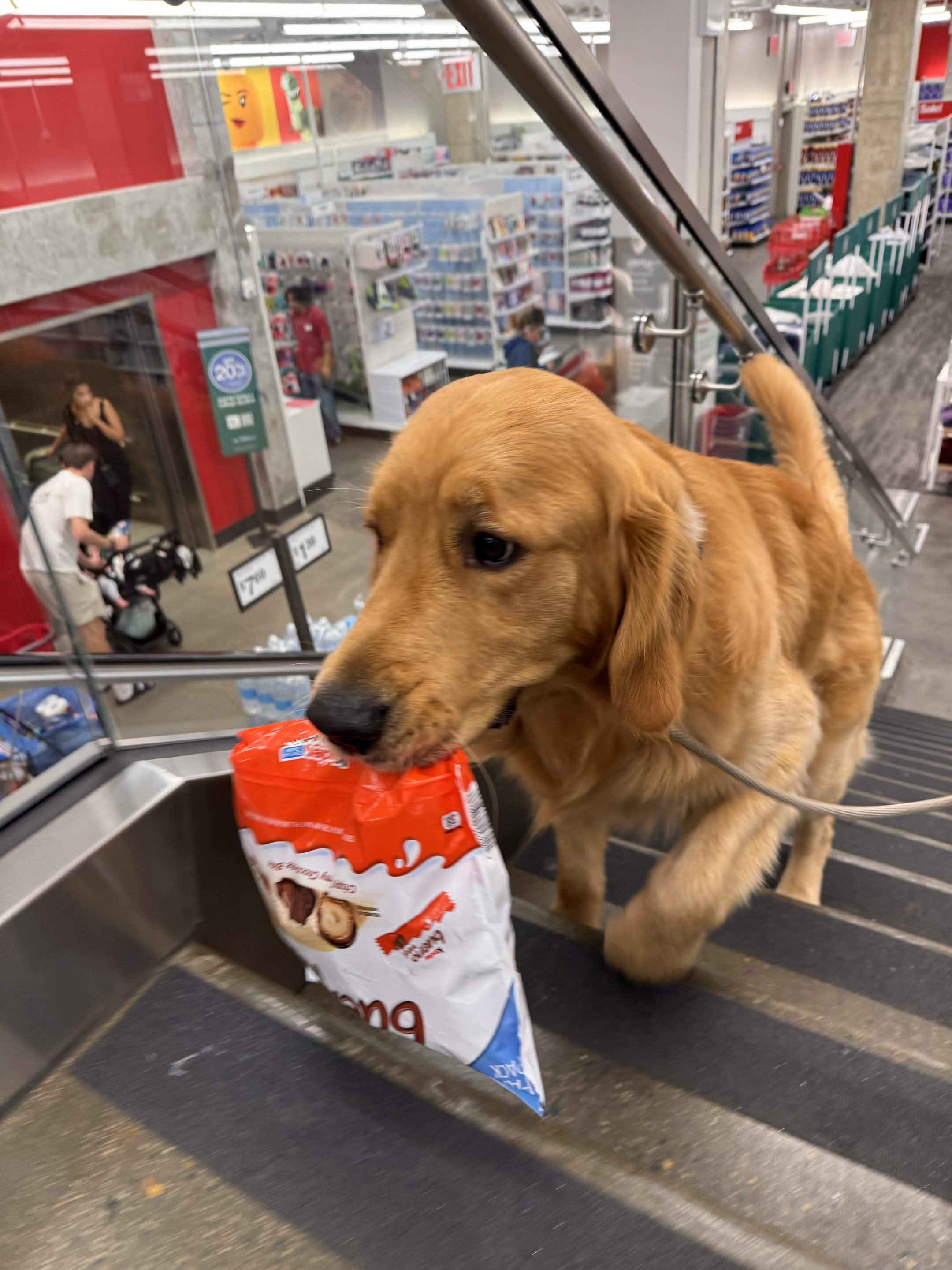 Lucky the Golden Retriever NYC — The day I found the Kinder Bueno mini and did not get to keep it