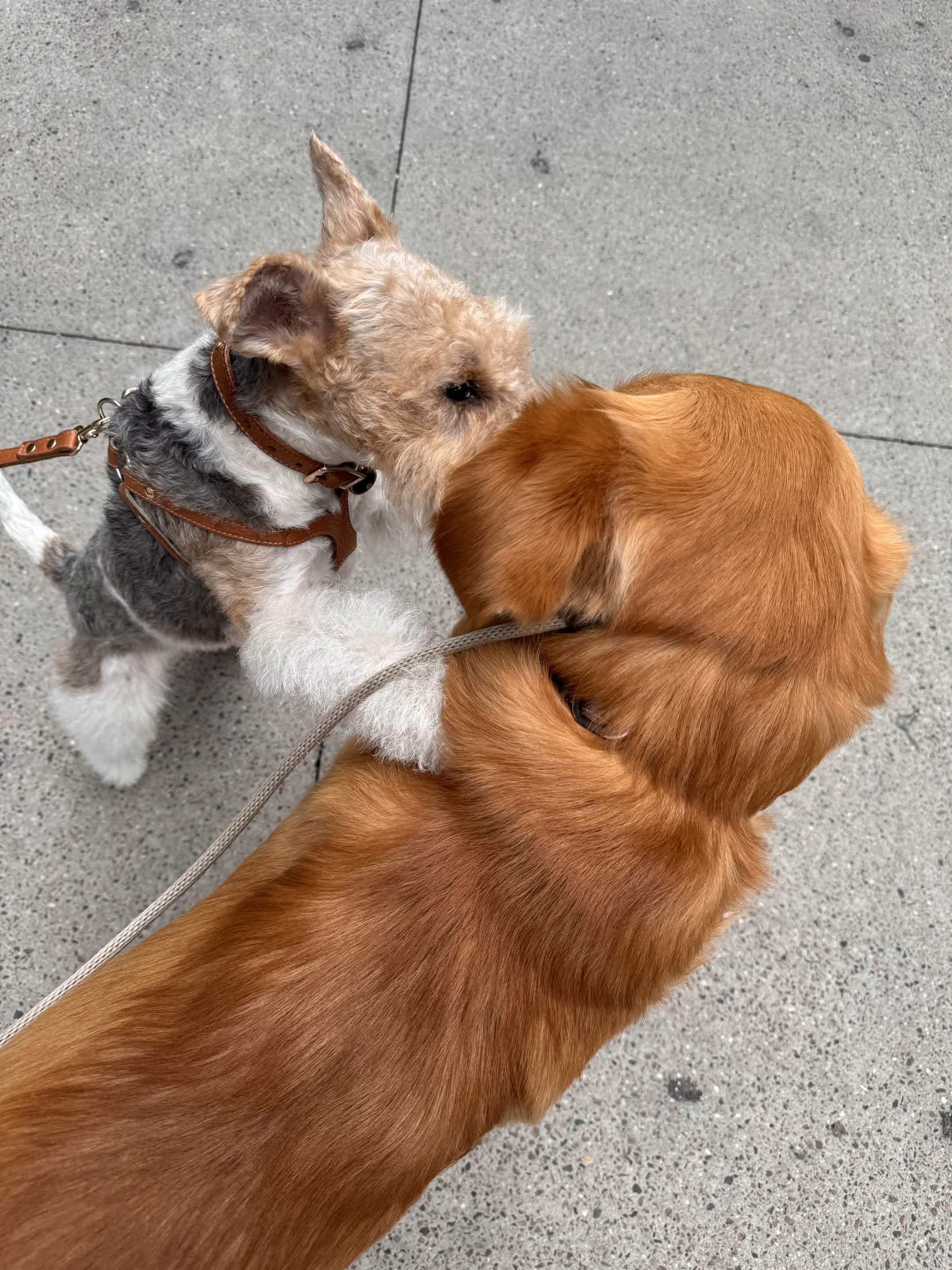 The day Watson whispered a secret and gave me a hug — Lucky the Golden Retriever, Hell's Kitchen NYC