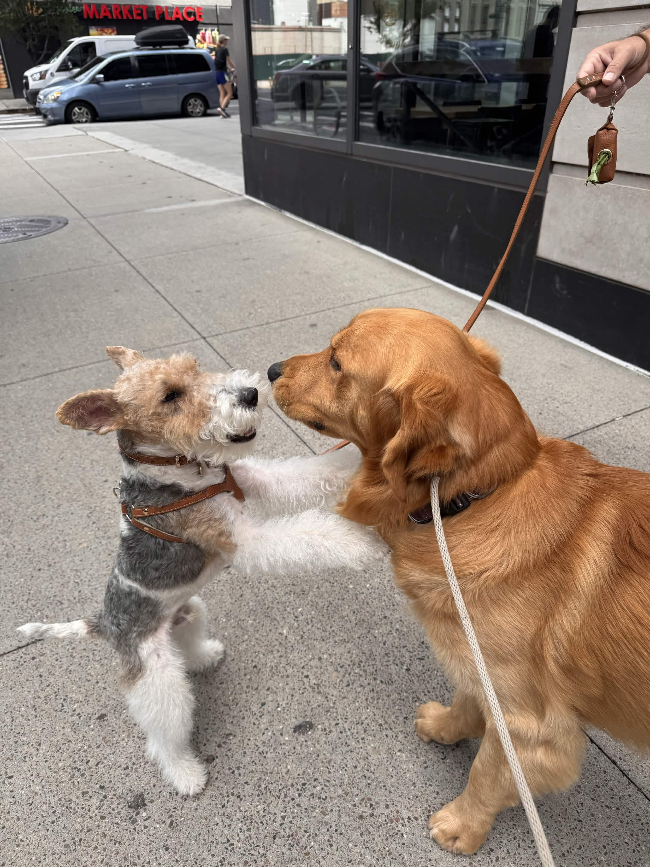 Lucky the Golden Retriever NYC — The day Watson whispered a secret and gave me a hug