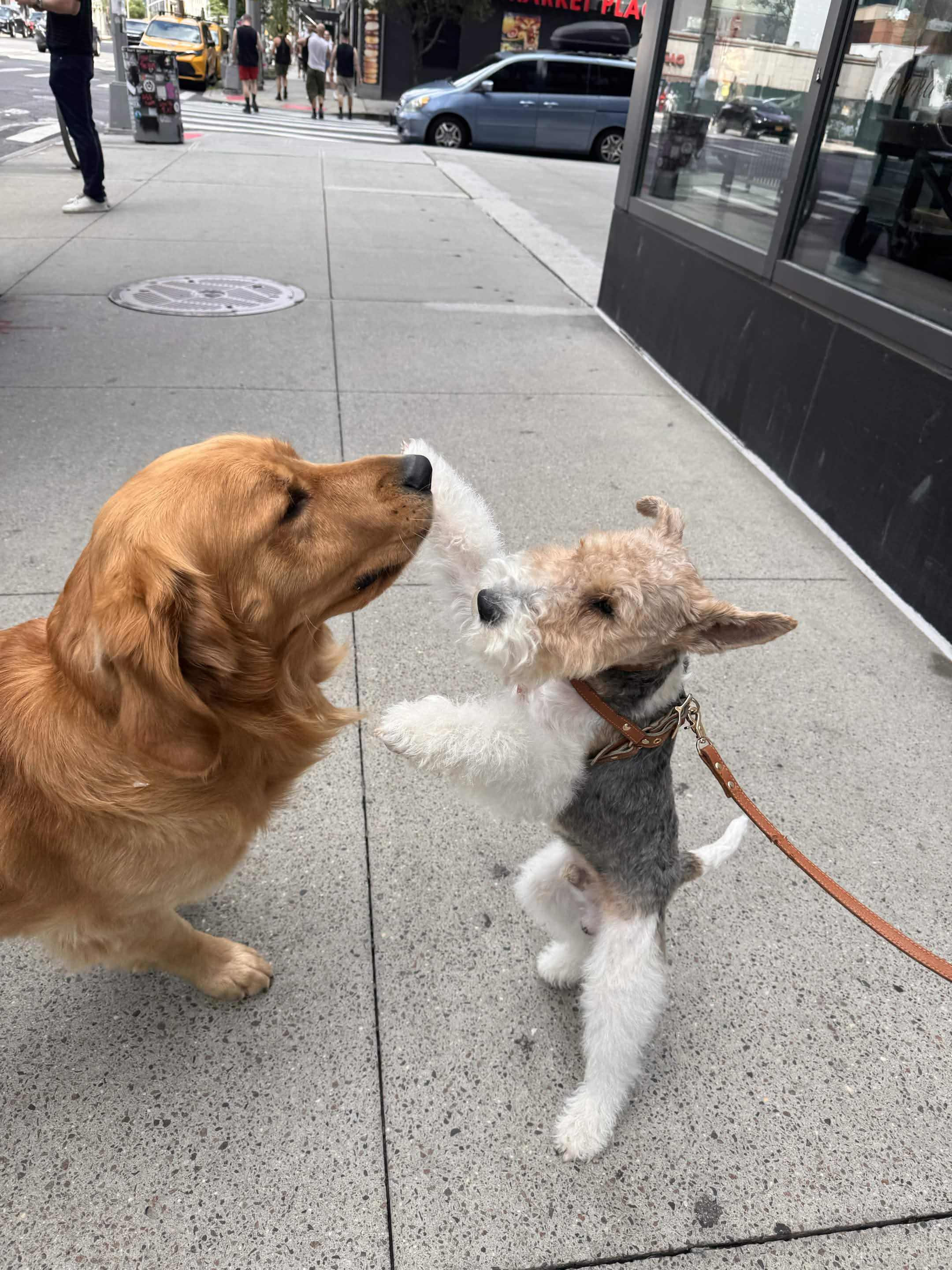 Lucky the Golden Retriever NYC — The day Watson whispered a secret and gave me a hug