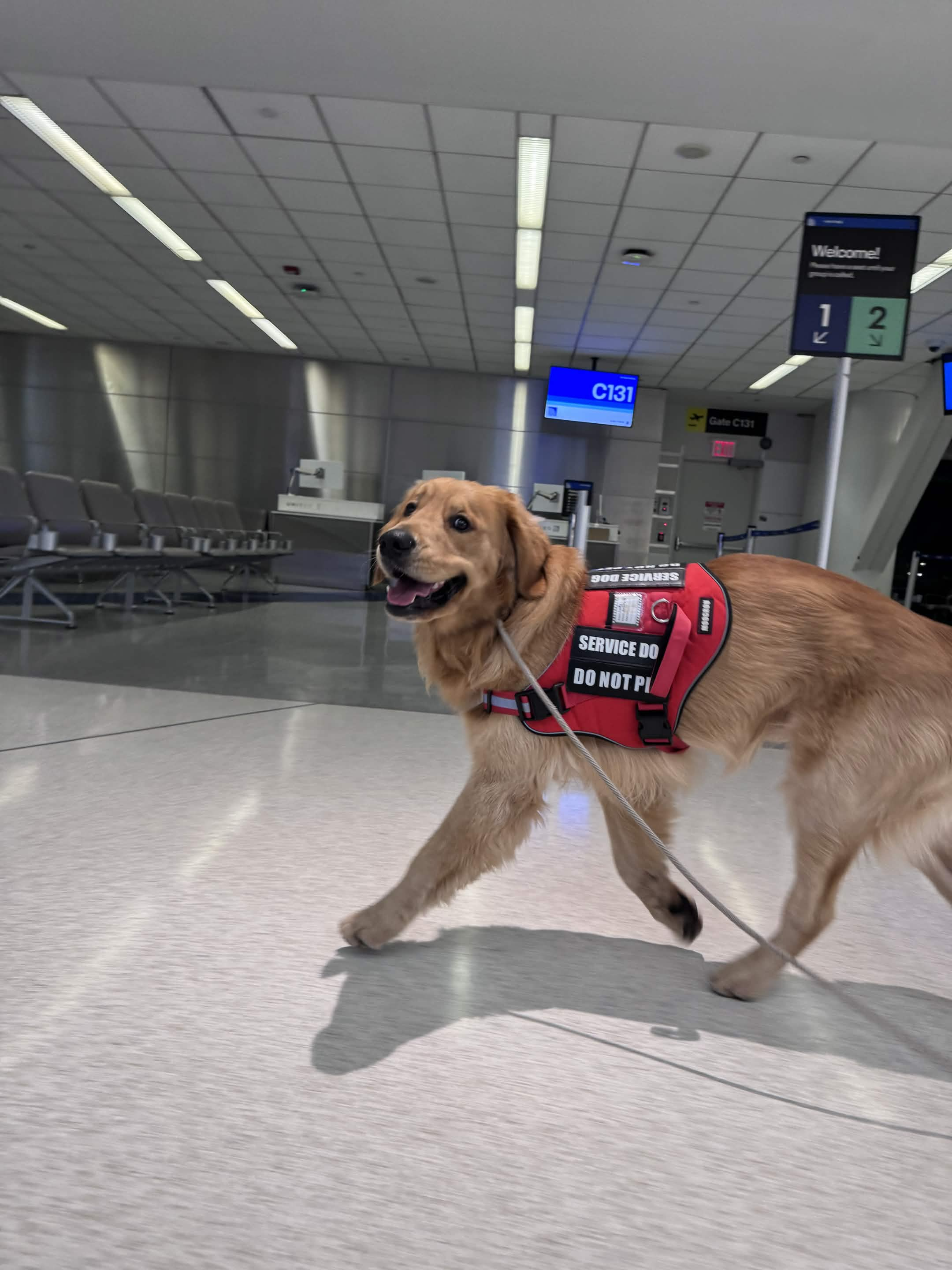 Lucky the Golden Retriever service dog at NYC airport gate C131 in Manhattan